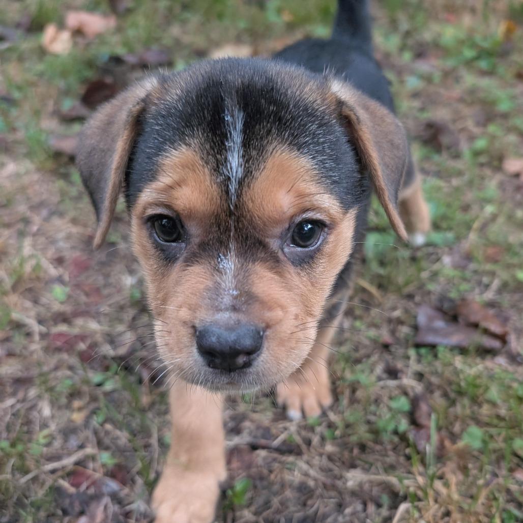 Wadsworth, Adoptable, Puppy Male Hound & Mixed Breed.