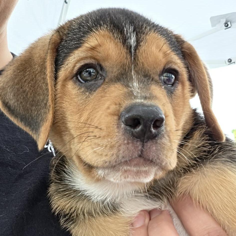 Enlarge Wadsworth, a Adoptable mixed breed in Raleigh, NC image 2/5