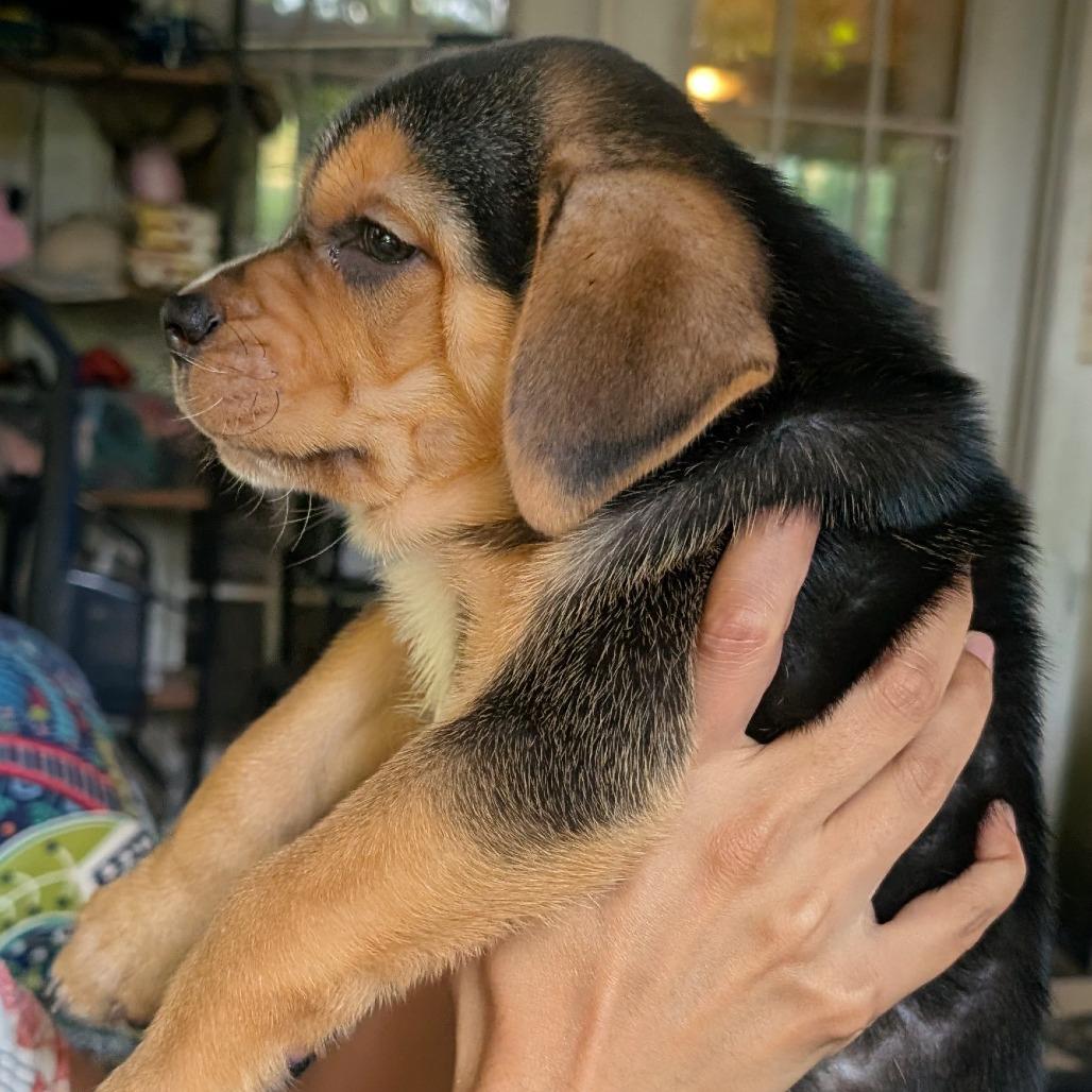 Enlarge Wadsworth, a Adoptable mixed breed in Raleigh, NC image 2/4