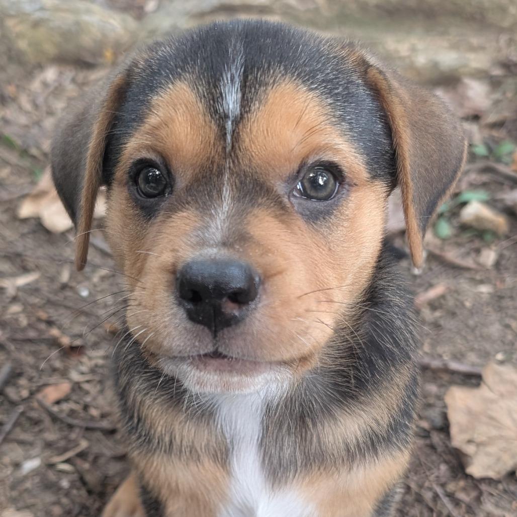 Enlarge Wadsworth, a Adoptable mixed breed in Raleigh, NC image 3/4
