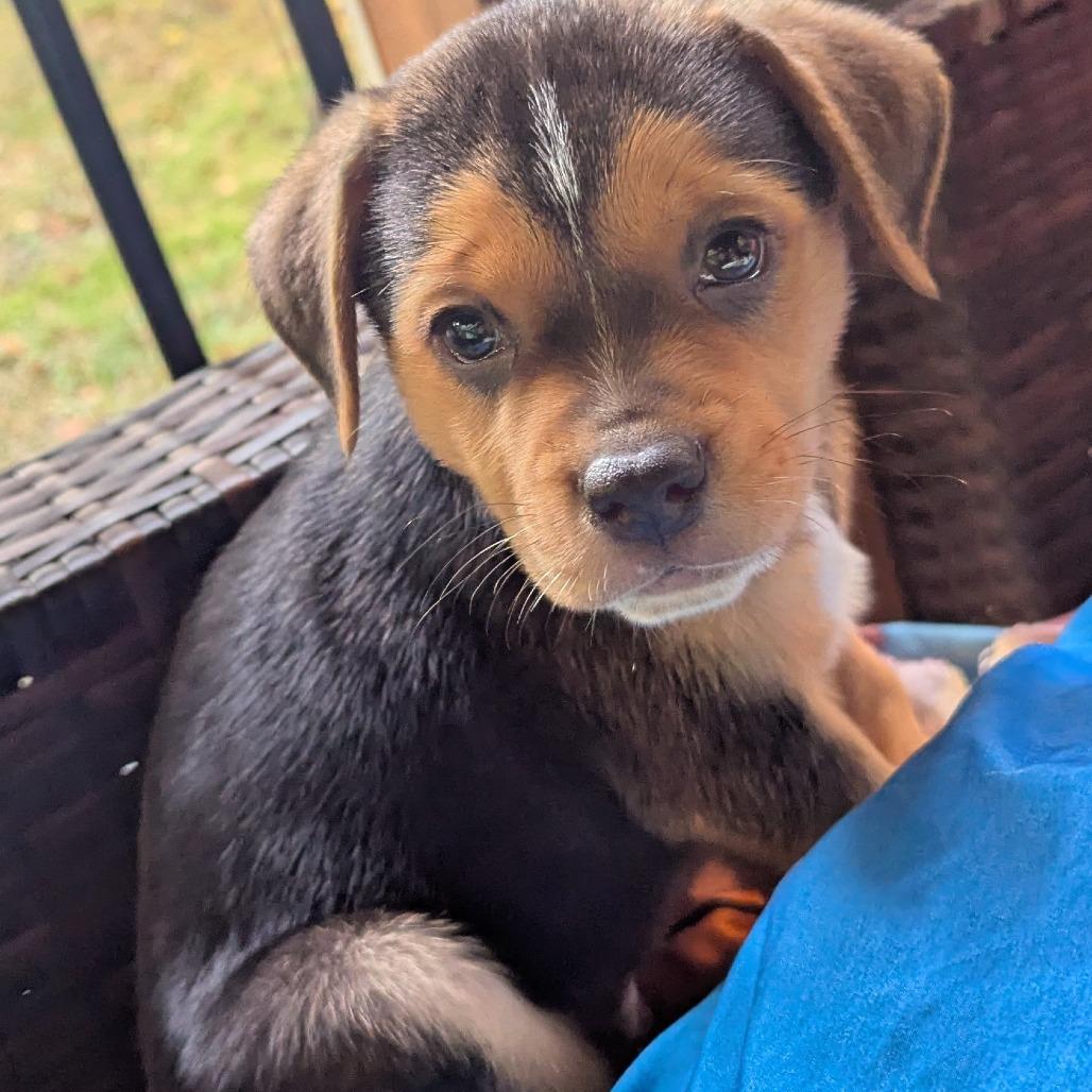 Enlarge Wadsworth, a Adoptable mixed breed in Raleigh, NC image 4/4