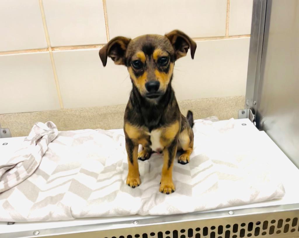 Enlarge Buster, a Adoptable mixed breed in Seguin, TX image 1/3