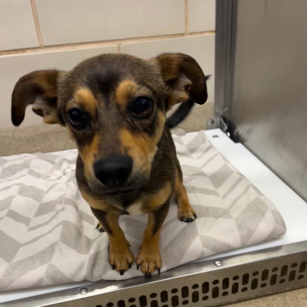 Enlarge Buster, a Adoptable mixed breed in Seguin, TX image 2/3