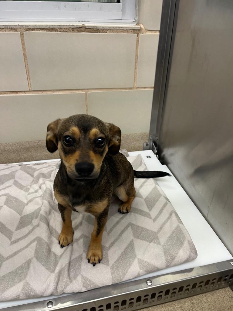 Enlarge Buster, a Adoptable mixed breed in Seguin, TX image 3/3