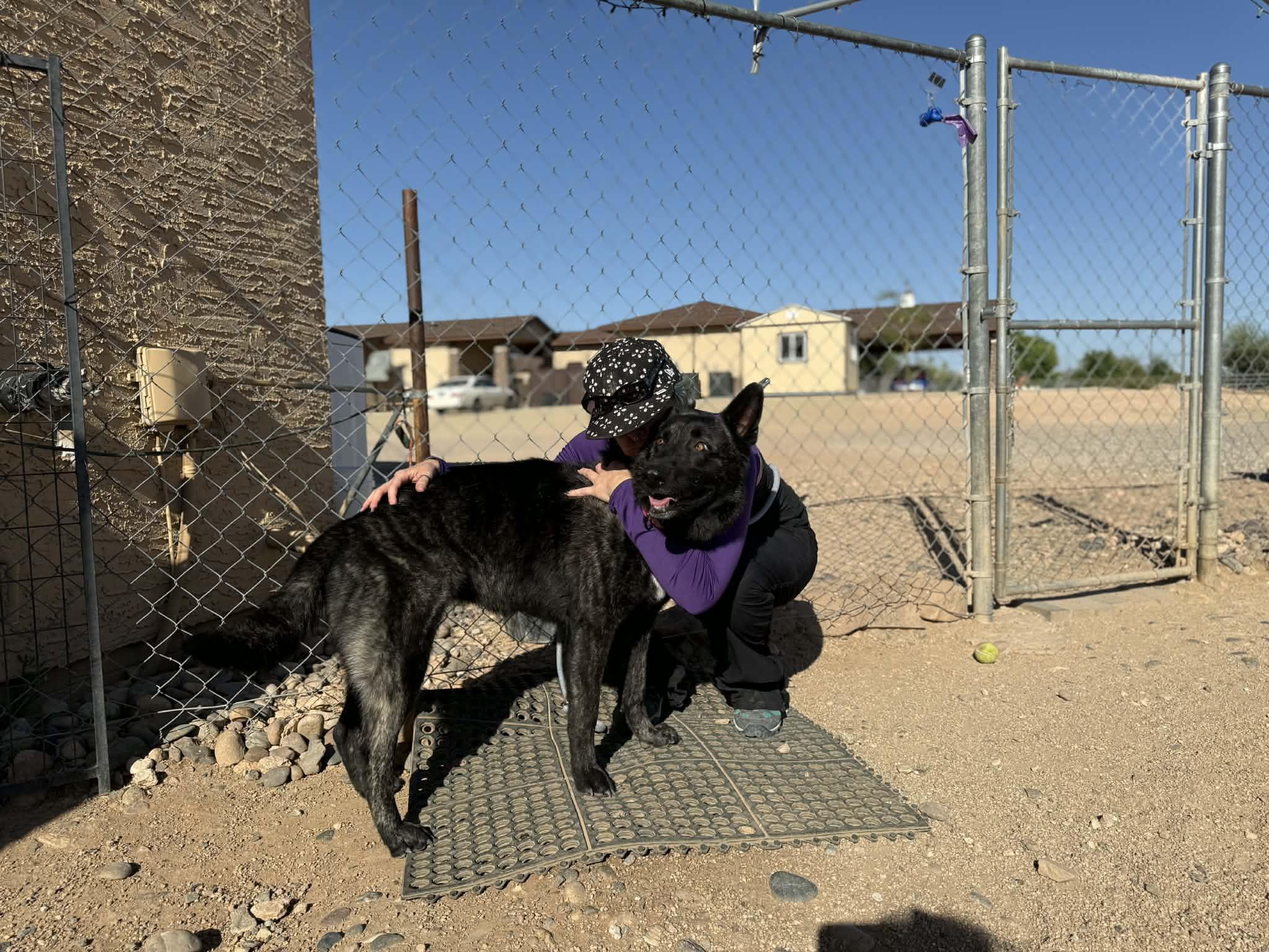 Enlarge Pantera , a ADOPTABLE mixed breed in Glendale, AZ image 3/5