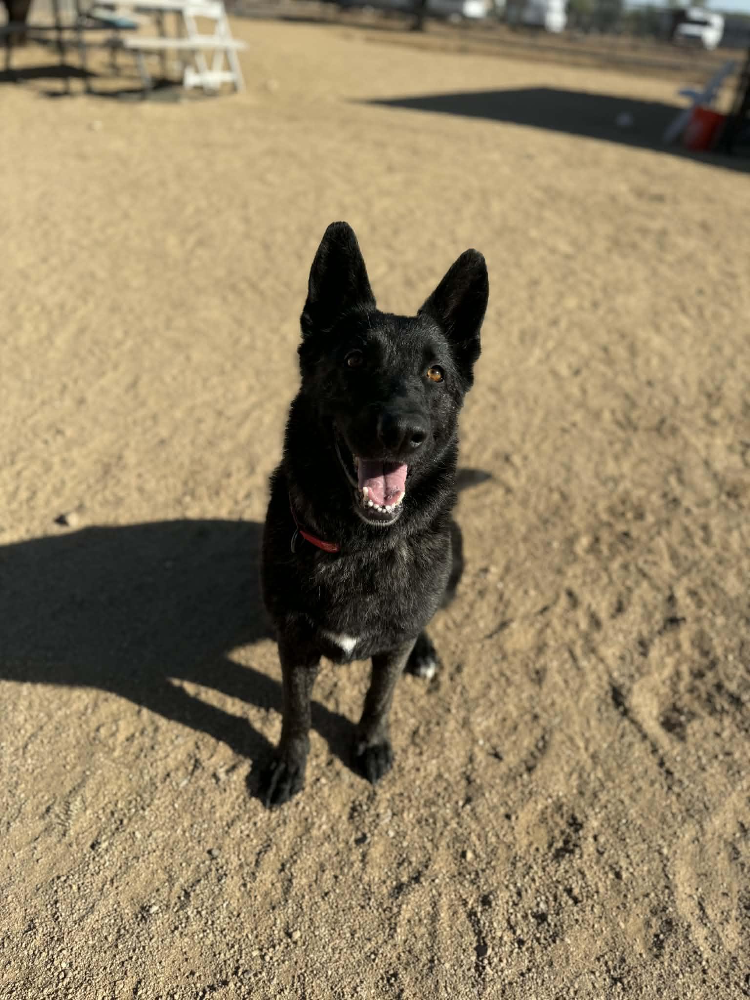 Enlarge Pantera , a ADOPTABLE mixed breed in Glendale, AZ image 2/5