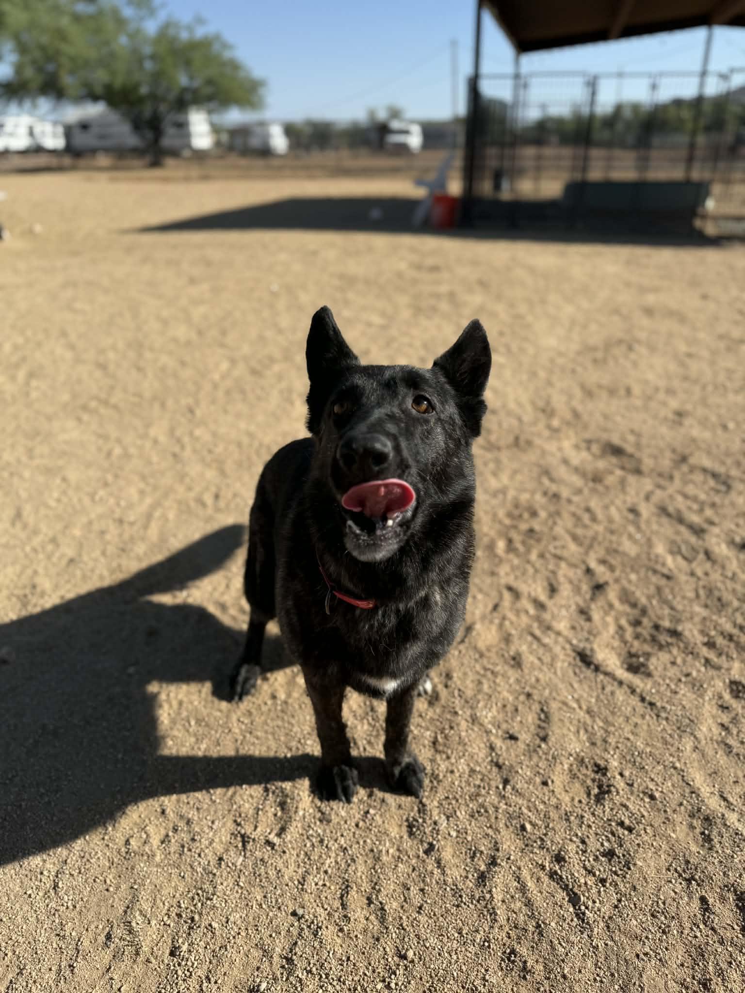 Enlarge Pantera , a ADOPTABLE mixed breed in Glendale, AZ image 4/5
