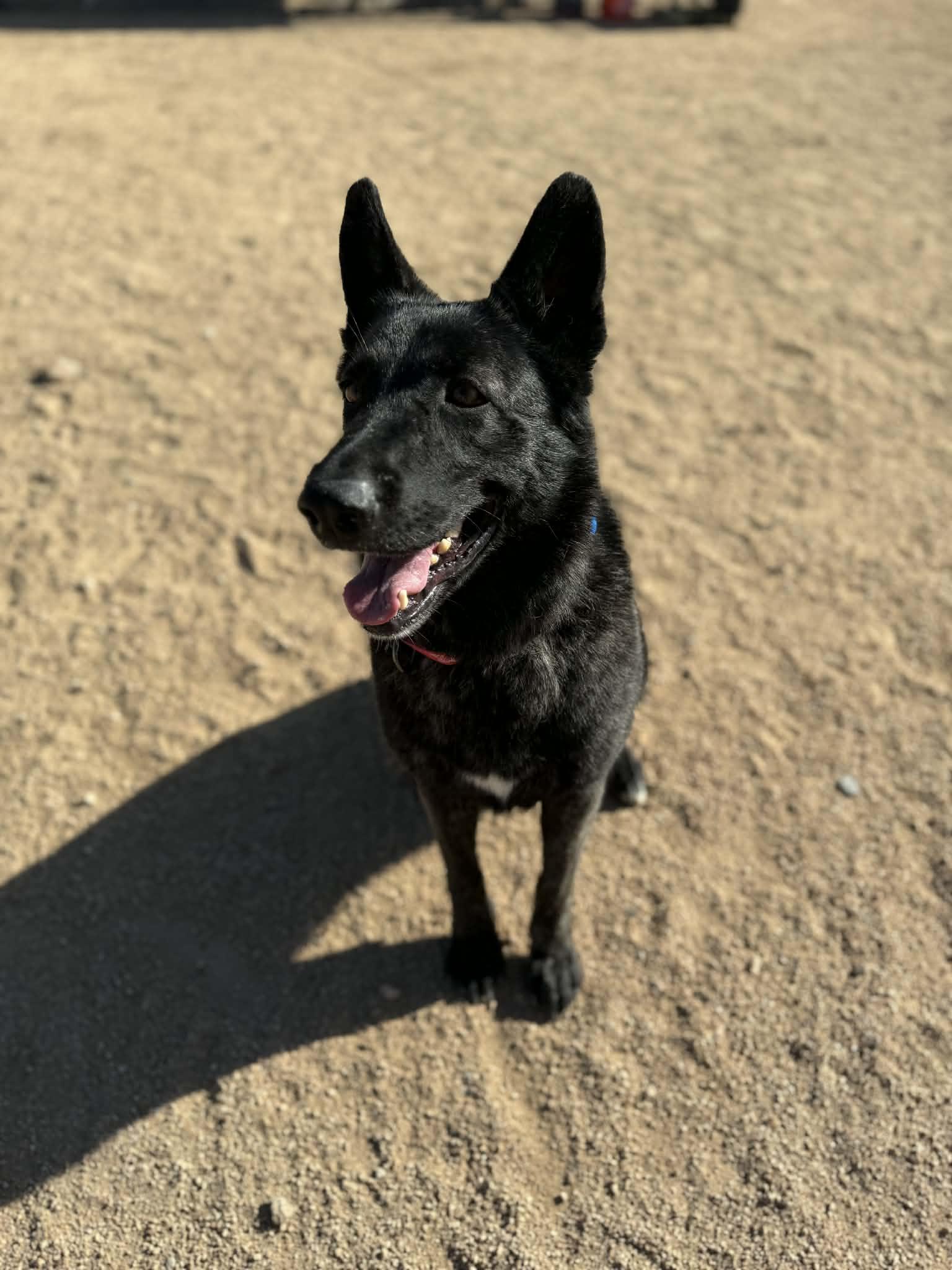 Enlarge Pantera , a ADOPTABLE mixed breed in Glendale, AZ image 1/5