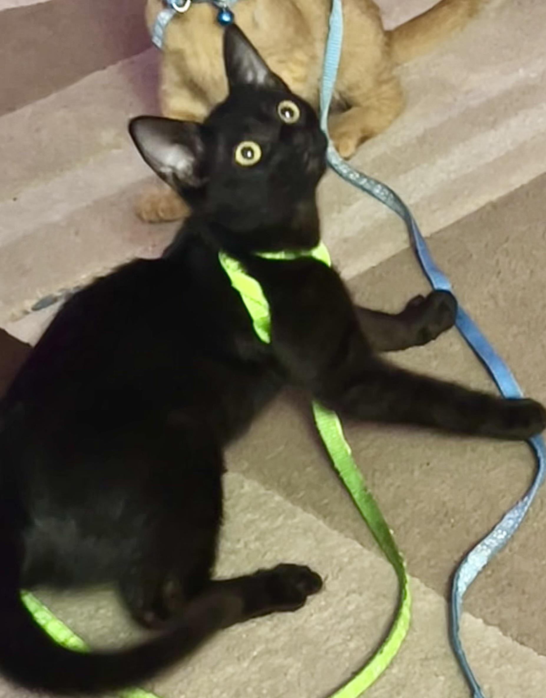 Enlarge Sami (the caregiver), a ADOPTABLE mixed breed in Houston, TX image 5/6