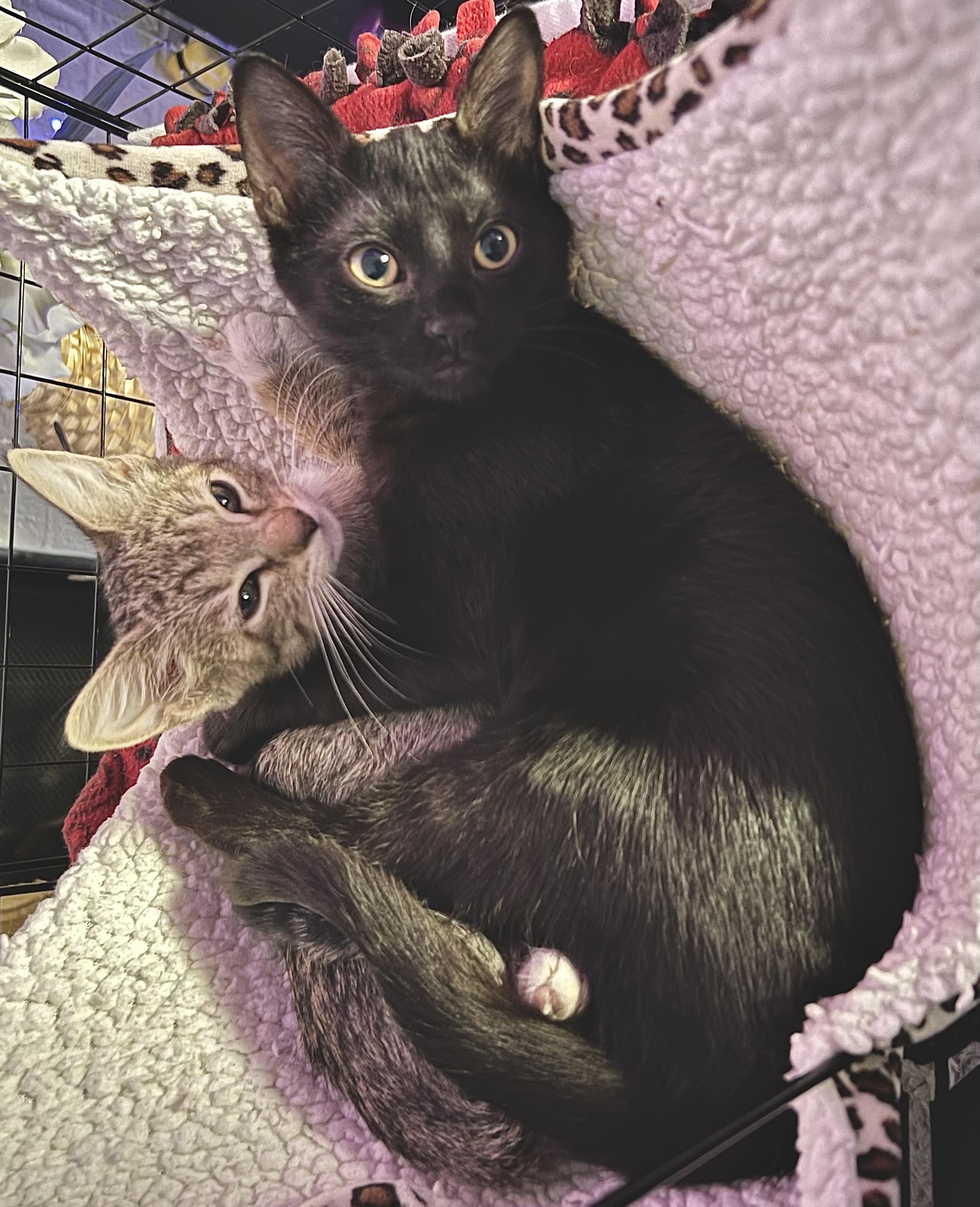 Enlarge Sami (the caregiver), a ADOPTABLE mixed breed in Houston, TX image 6/6