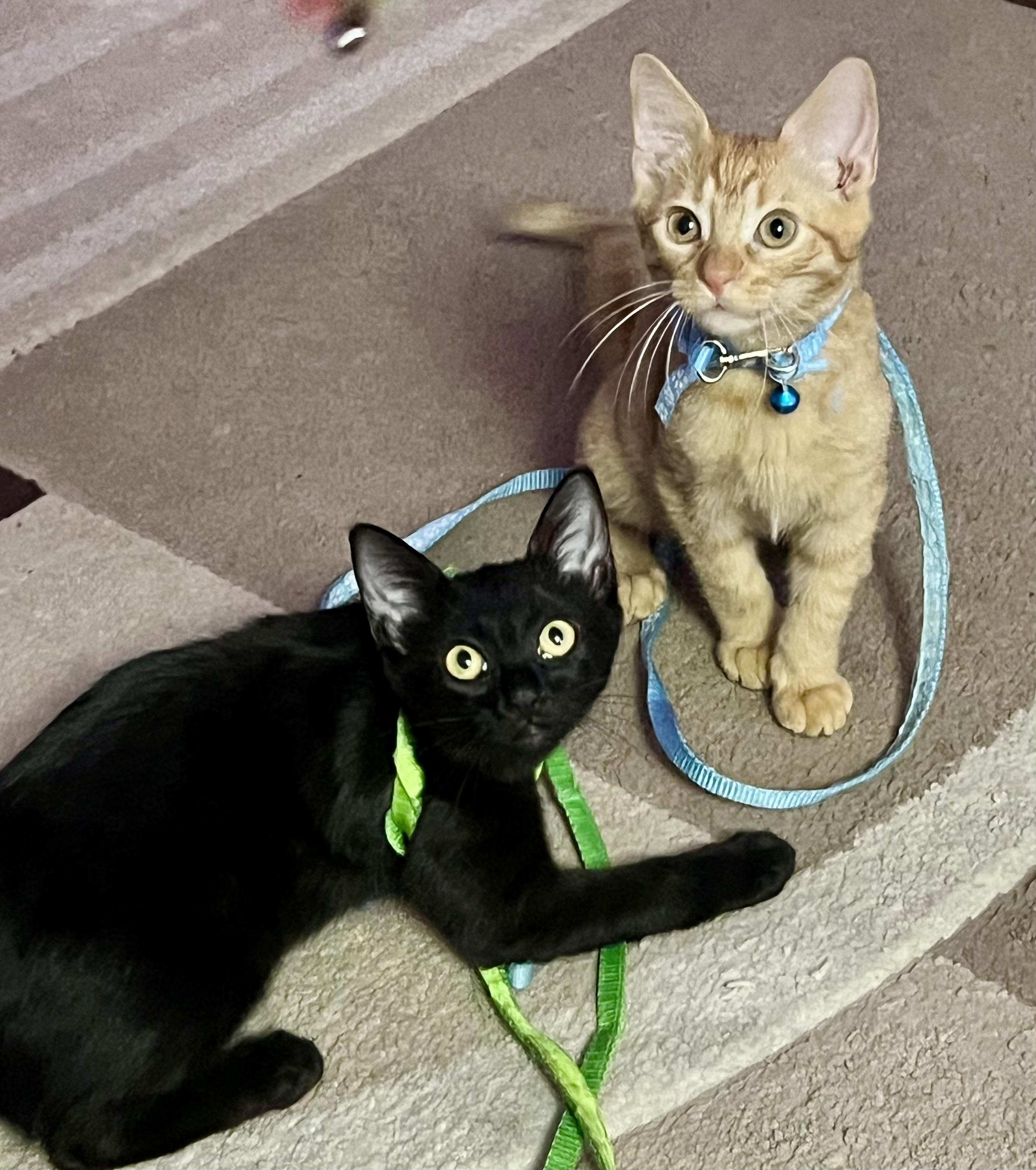 Enlarge Sami (the caregiver), a ADOPTABLE mixed breed in Houston, TX image 2/6