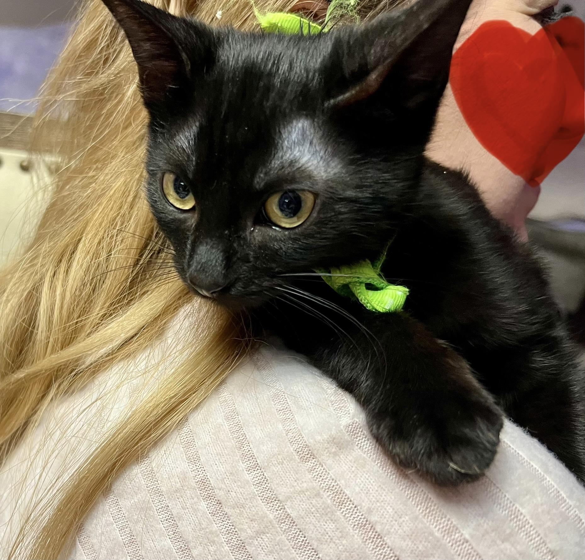 Enlarge Sami (the caregiver), a ADOPTABLE mixed breed in Houston, TX image 3/6