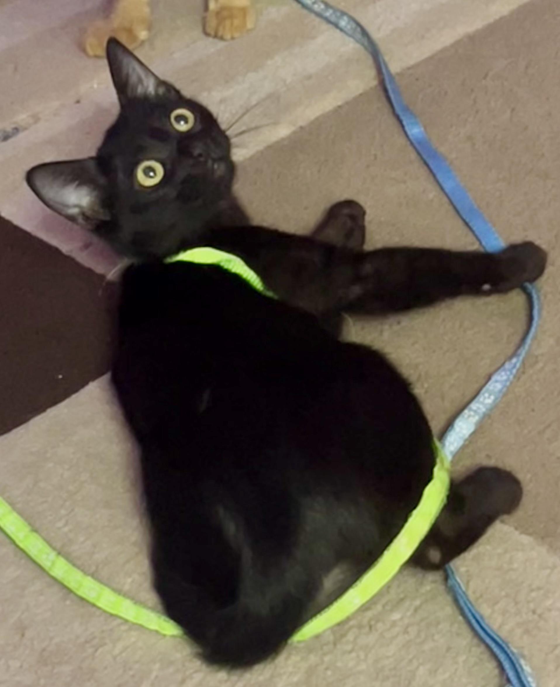 Sami (the caregiver), ADOPTABLE, Kitten Female Bombay & Domestic Short Hair.