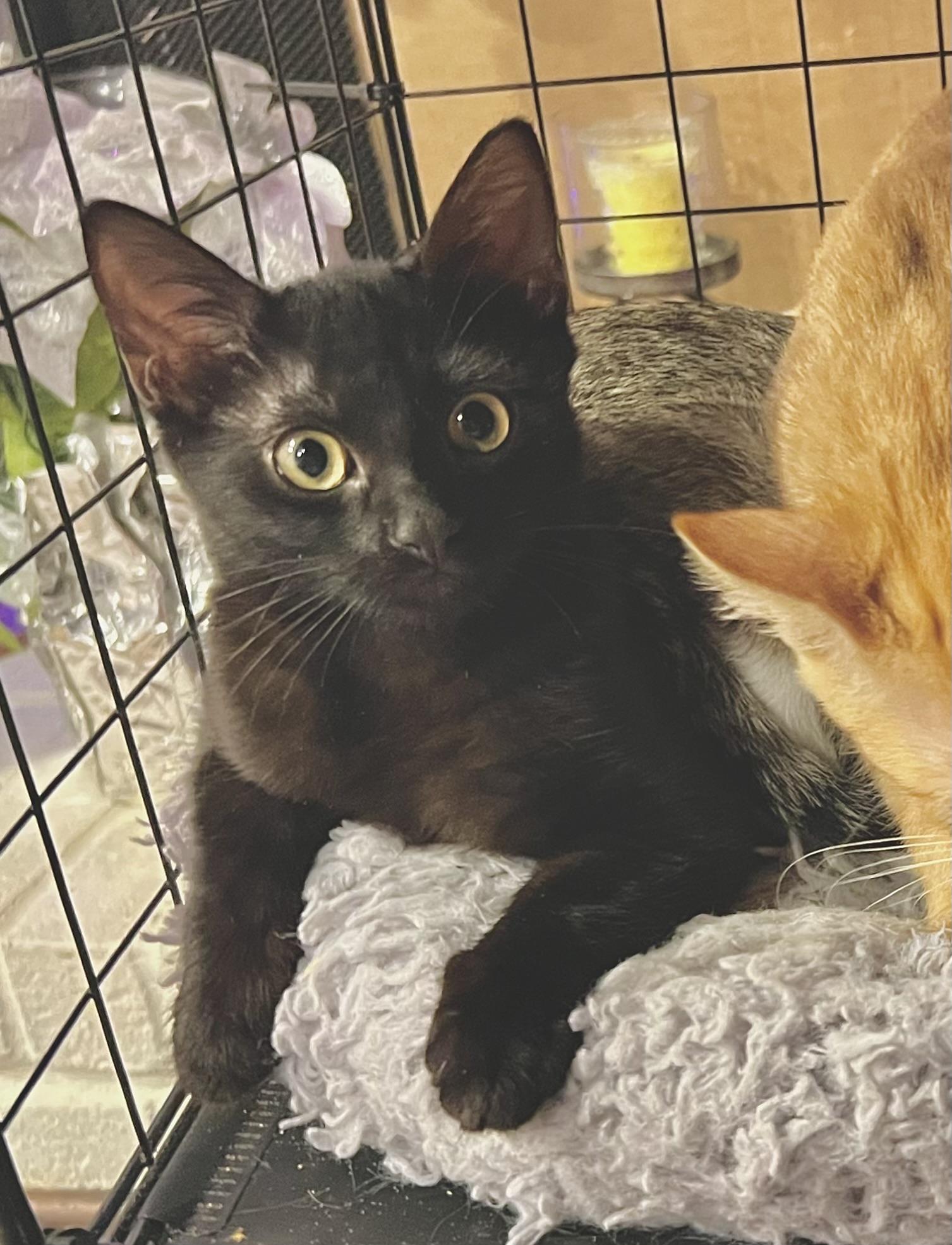 Enlarge Sami (the caregiver), a ADOPTABLE mixed breed in Houston, TX image 4/6