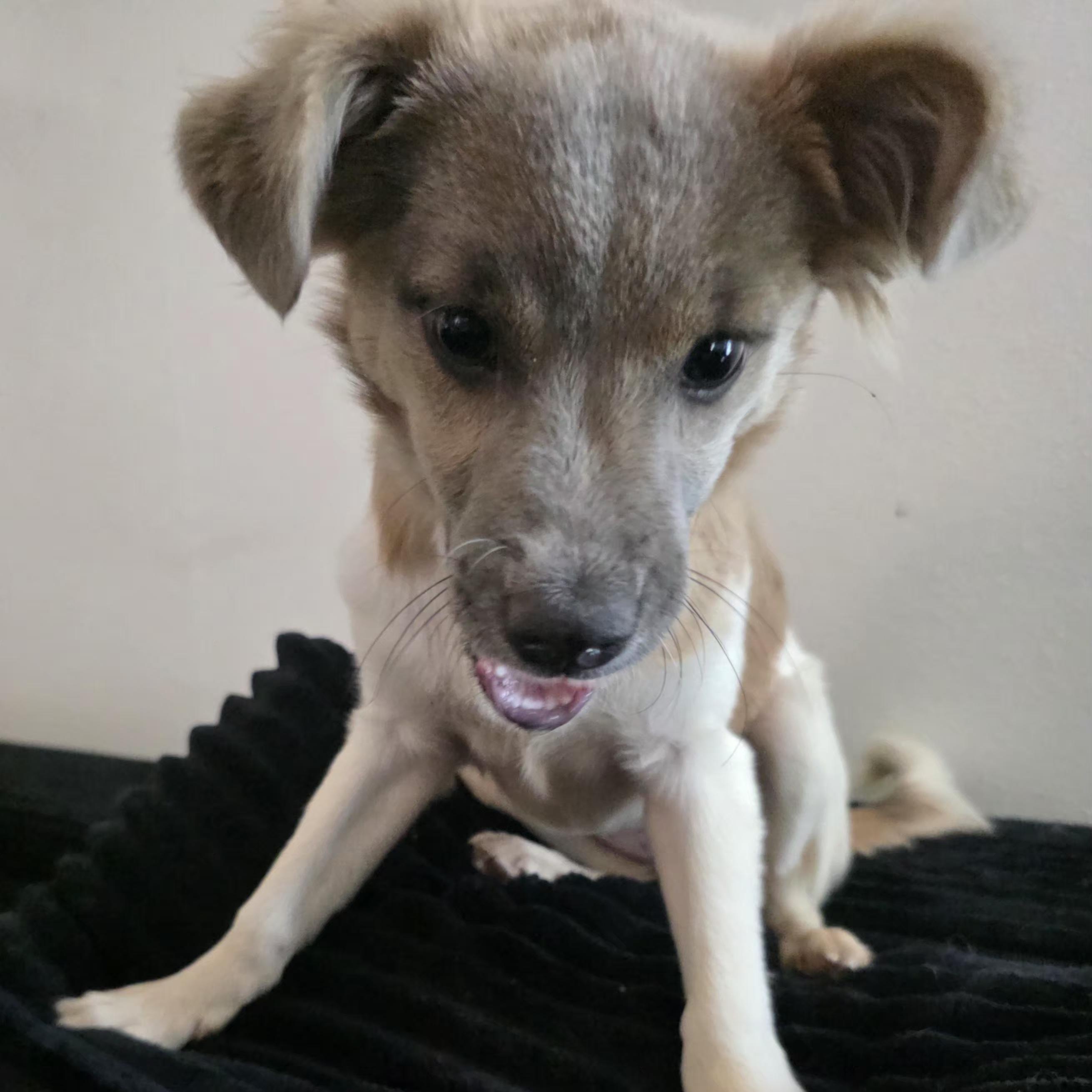 Enlarge Lana, an adopted mixed breed in Sandia Park, NM image 1/1