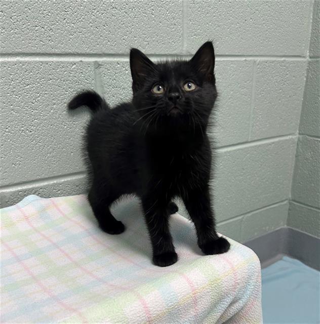 PRINGLES, Adoptable, Kitten Male Domestic Short Hair.