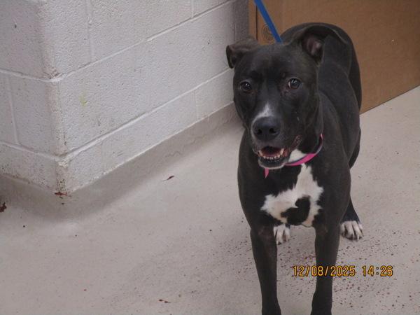 Athena(58), Adoptable, Adult Female Labrador Retriever.