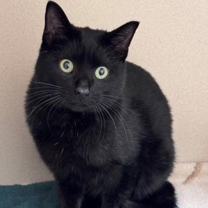 Enlarge Twig, a Adoptable Domestic Short Hair in Hackensack, MN image 1/1