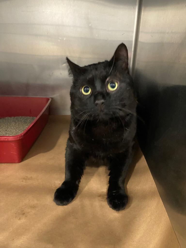 Marlin, Adoptable, Adult Male Domestic Short Hair.