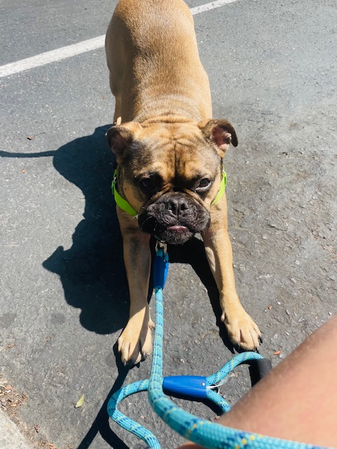 Grace, Adopted, Adult Male American Bulldog.