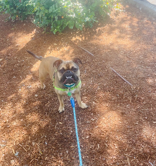 Enlarge Grace, a Adopted American Bulldog in Portland, OR image 2/3
