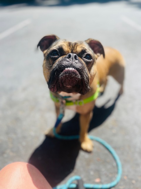Enlarge Grace, a Adopted American Bulldog in Portland, OR image 3/3