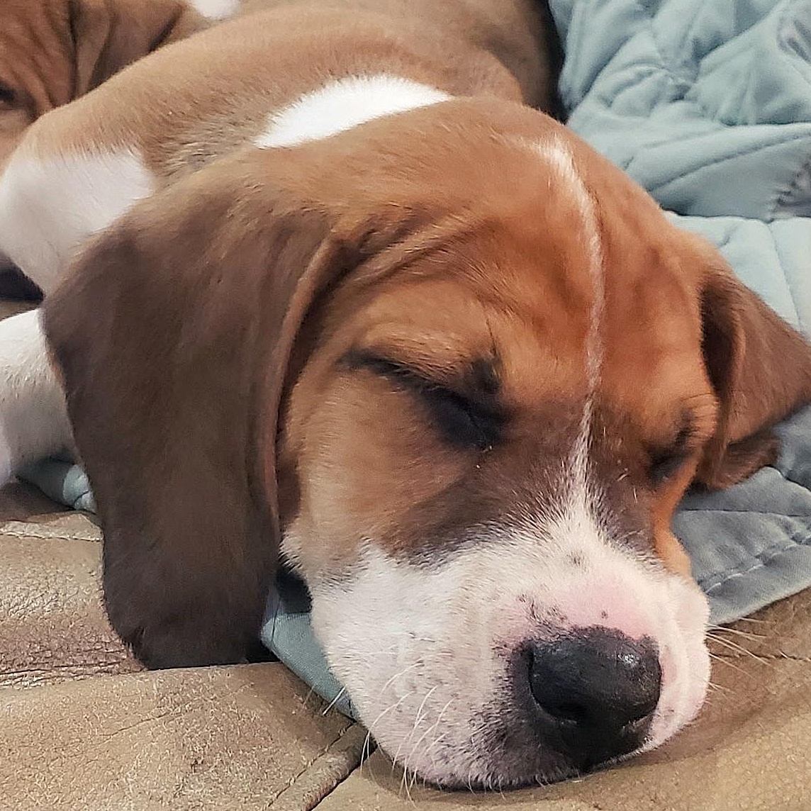 Bobby, Adopted, Puppy Male Hound & Boxer.