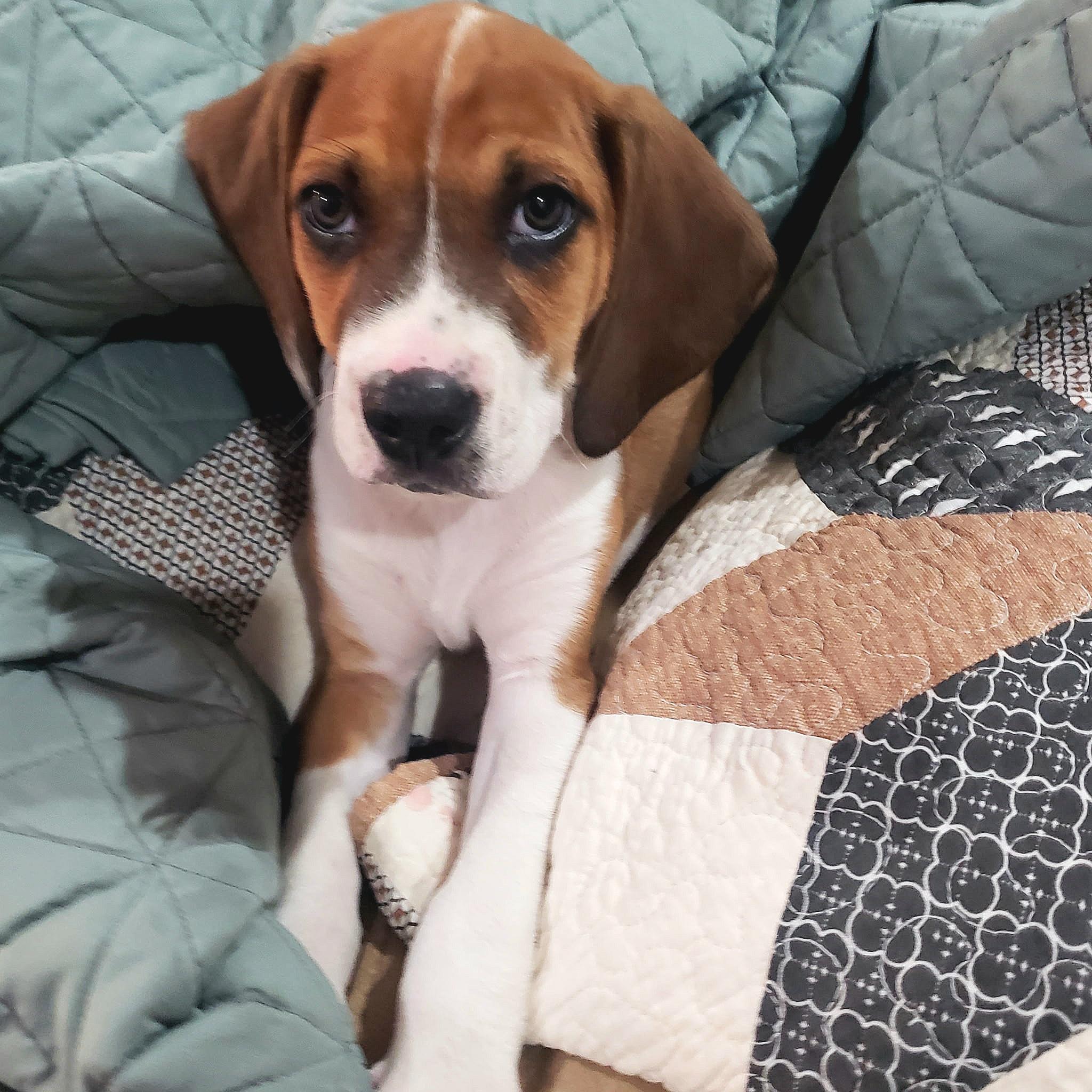 Enlarge Bobby, a Adopted mixed breed in Kenner, LA image 2/3