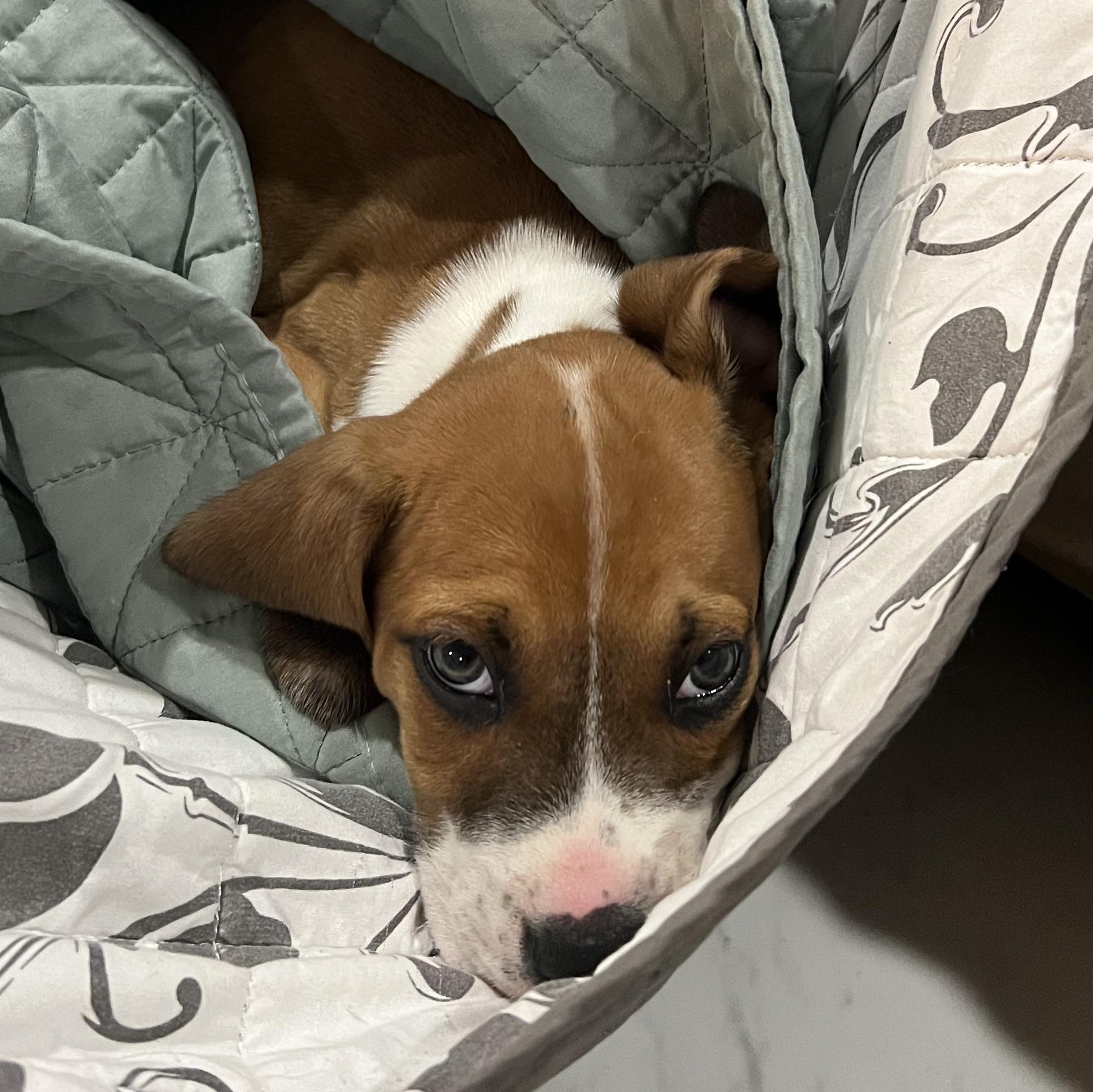 Enlarge Bobby, a Adopted mixed breed in Kenner, LA image 3/3