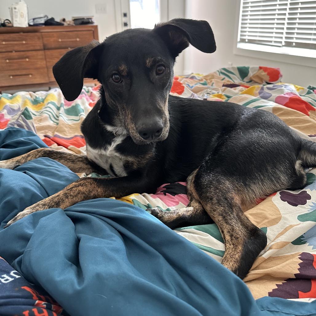 Lucille, Adoptable, Adult Female Mountain Cur.