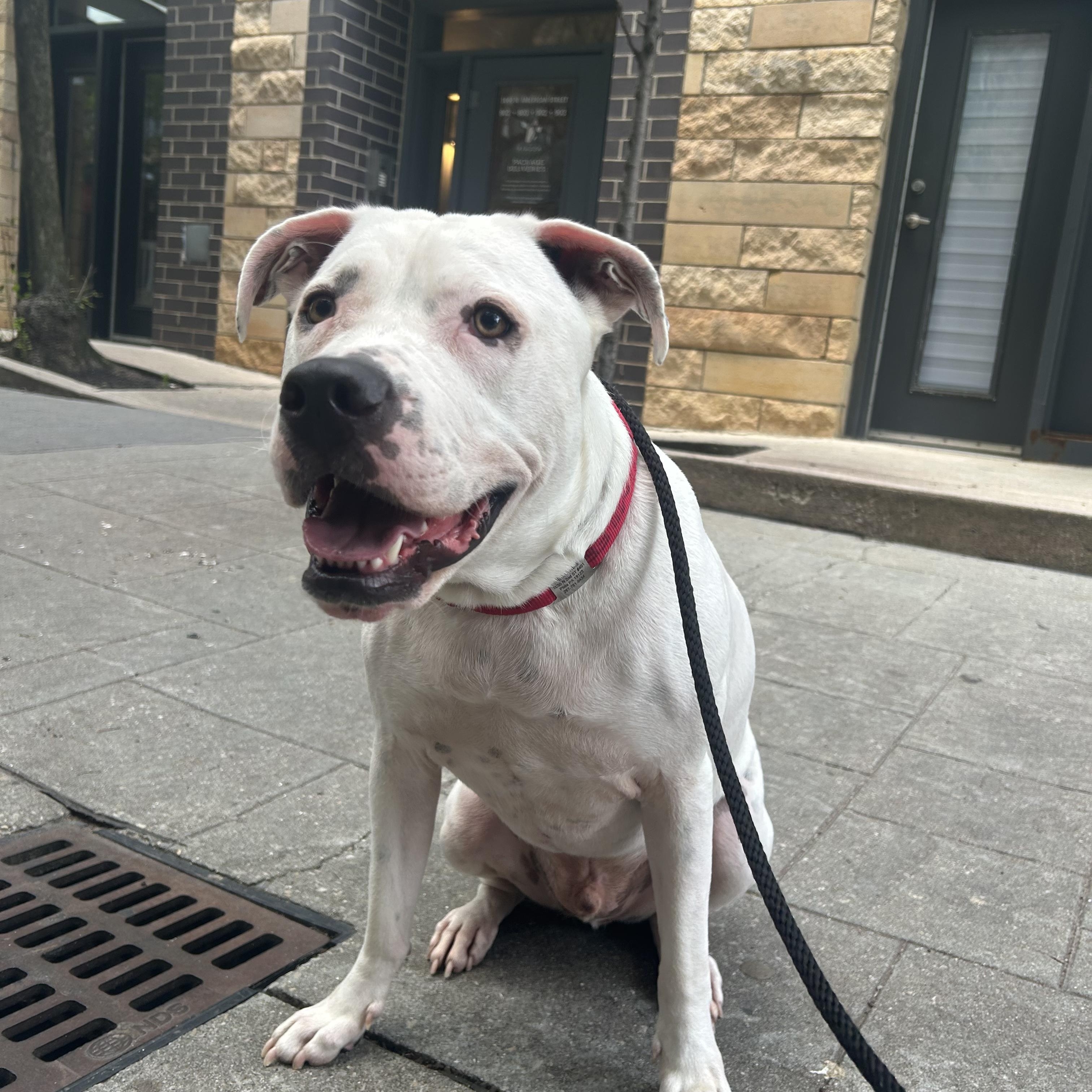 Ludwig, Adoptable, Adult Male Pit Bull Terrier.