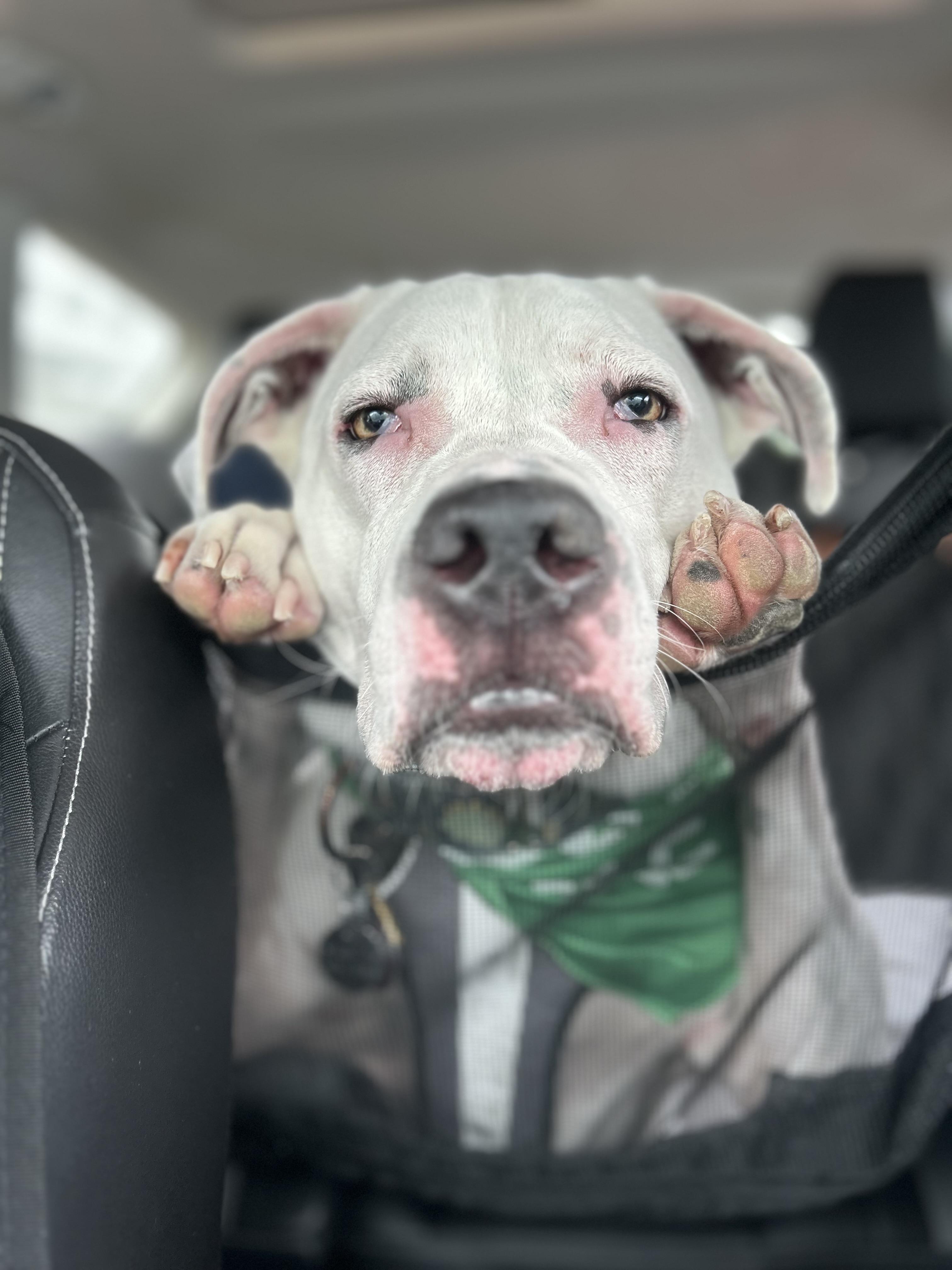 Enlarge Ludwig, a Adoptable mixed breed in Philadelphia, PA image 3/5