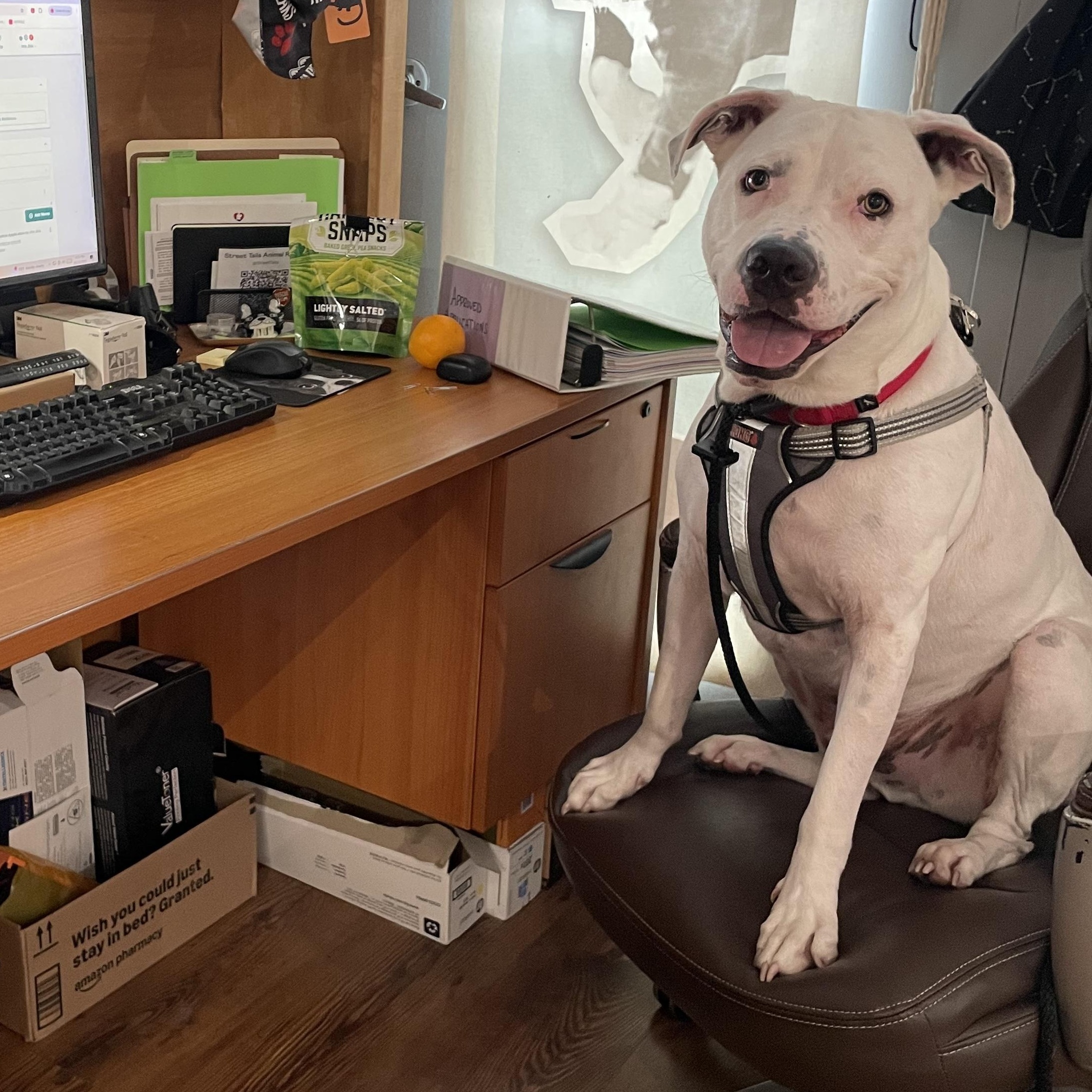 Enlarge Ludwig, a Adoptable mixed breed in Philadelphia, PA image 4/5