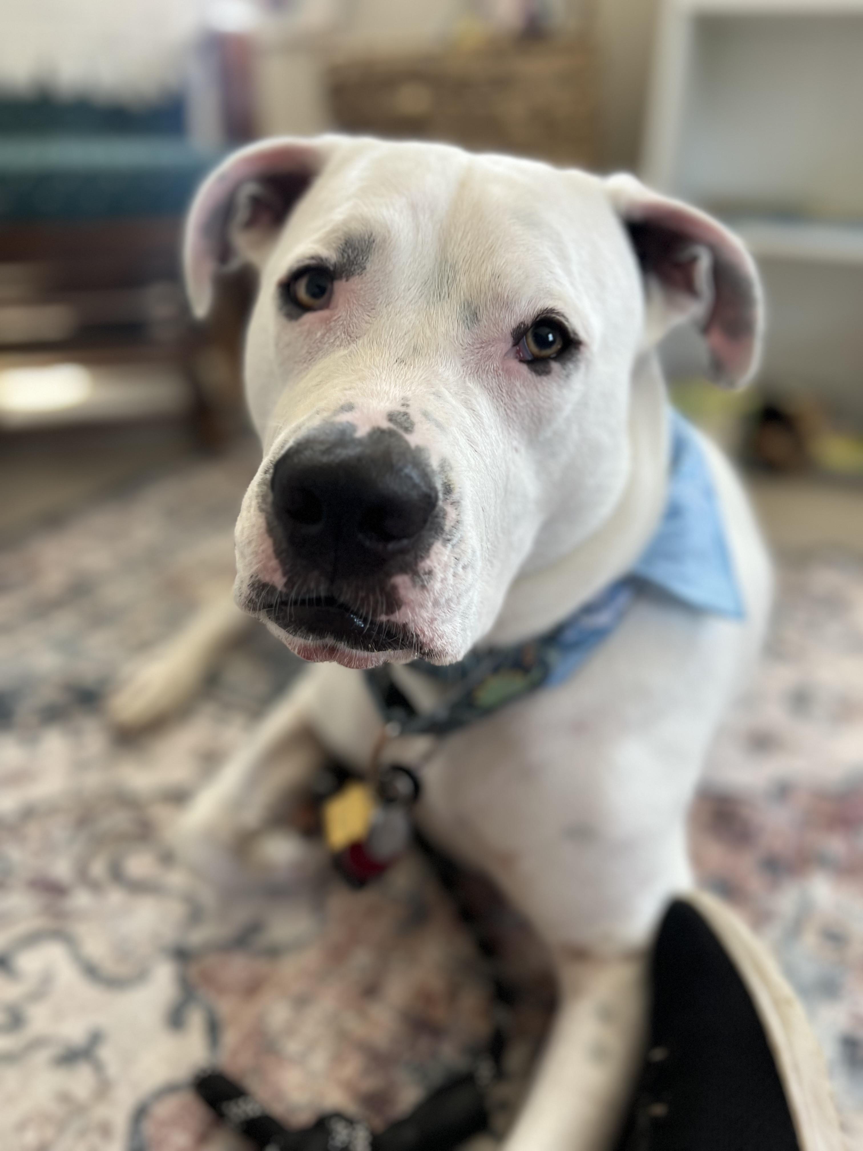 Enlarge Ludwig, a Adoptable mixed breed in Philadelphia, PA image 5/5