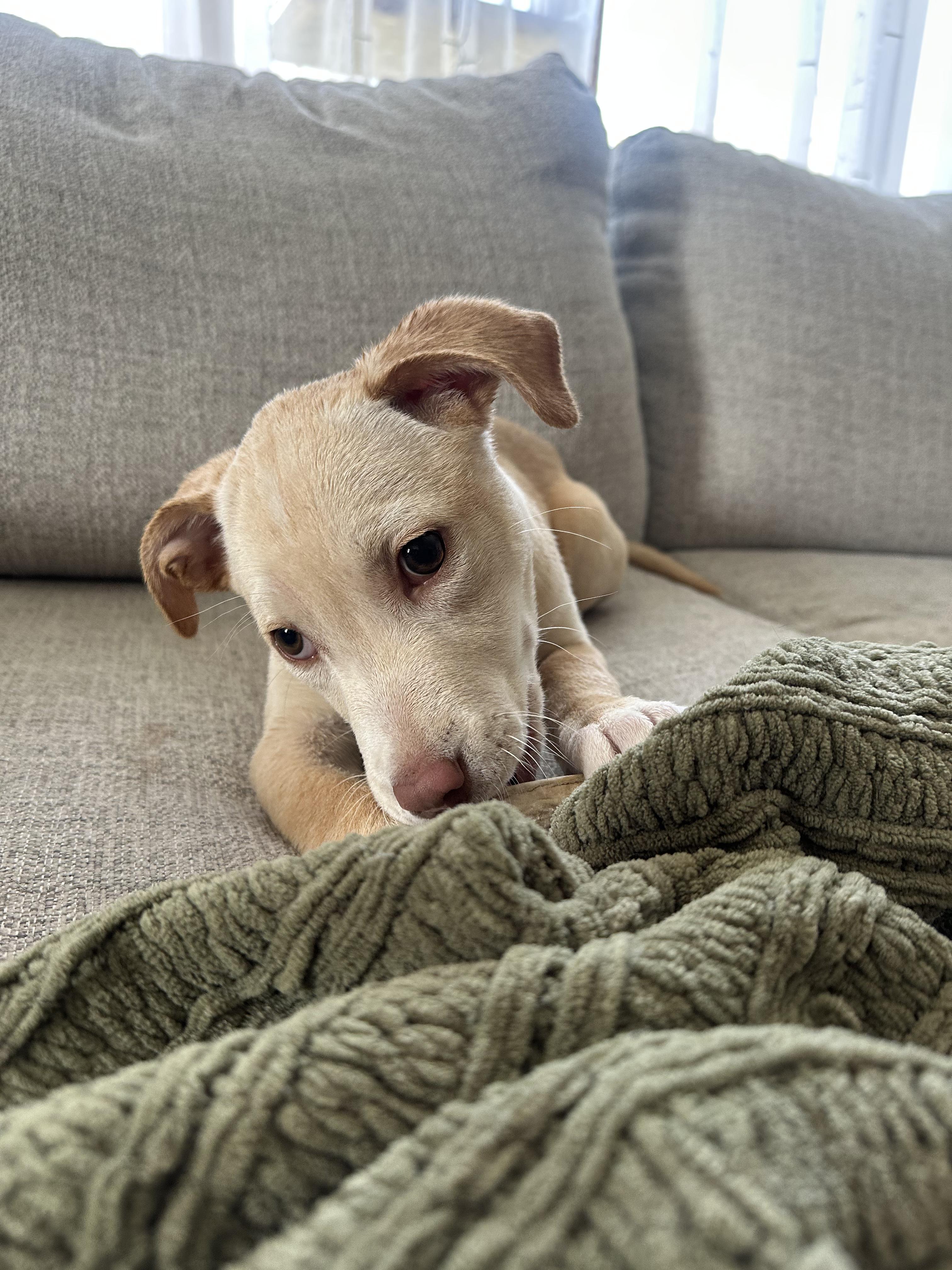 Willow Rae, a ADOPTABLE mixed breed in Sawyer, ND image 3/6