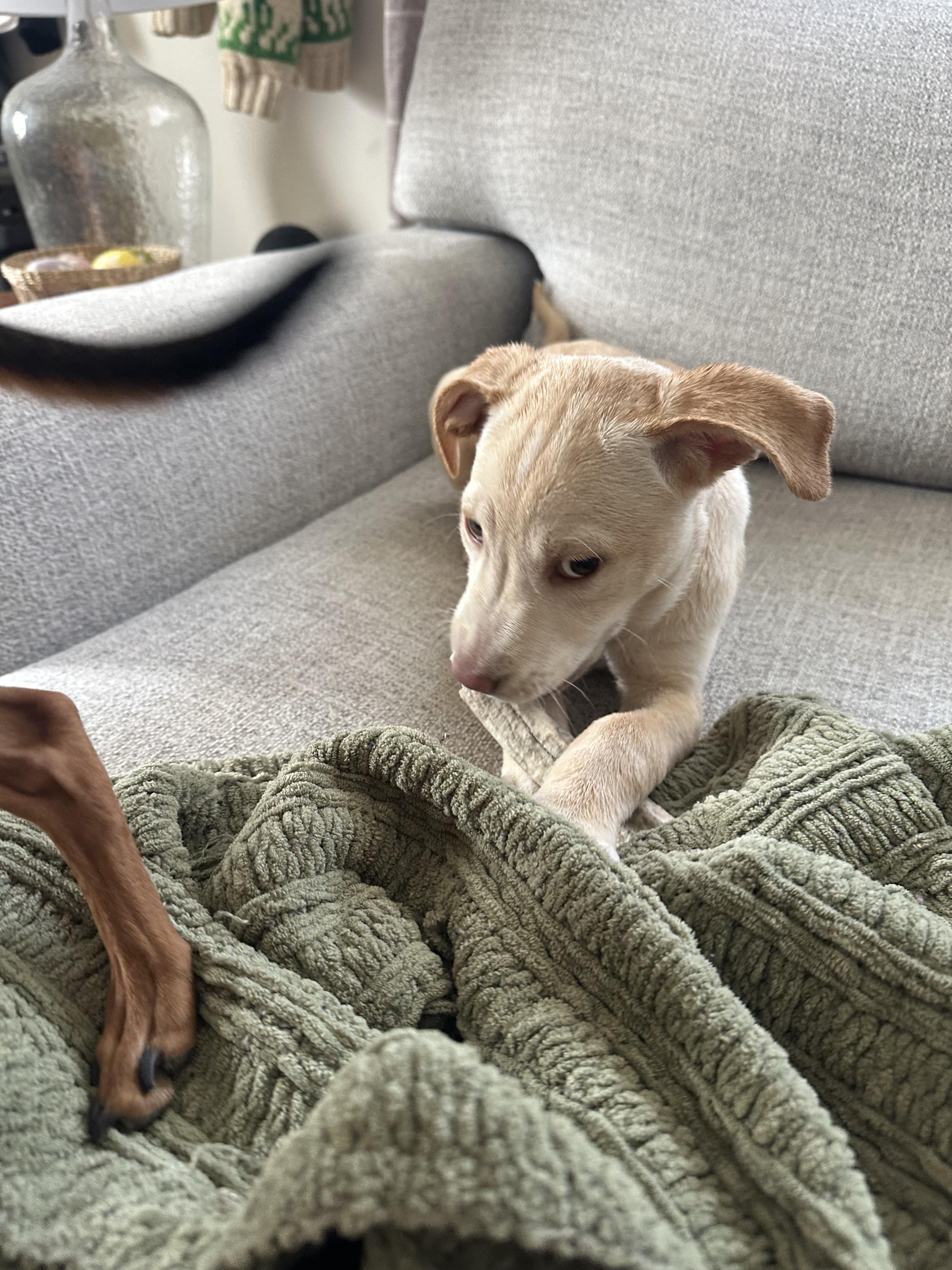 Willow Rae, a ADOPTABLE mixed breed in Sawyer, ND image 4/6