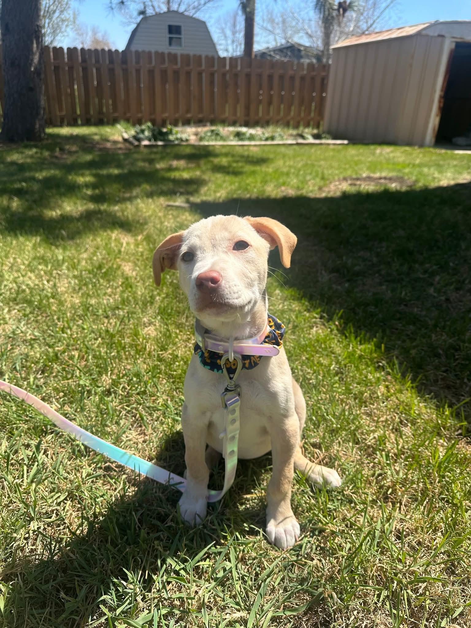Willow Rae, ADOPTABLE, Puppy Female Yellow Labrador Retriever & Boxer.