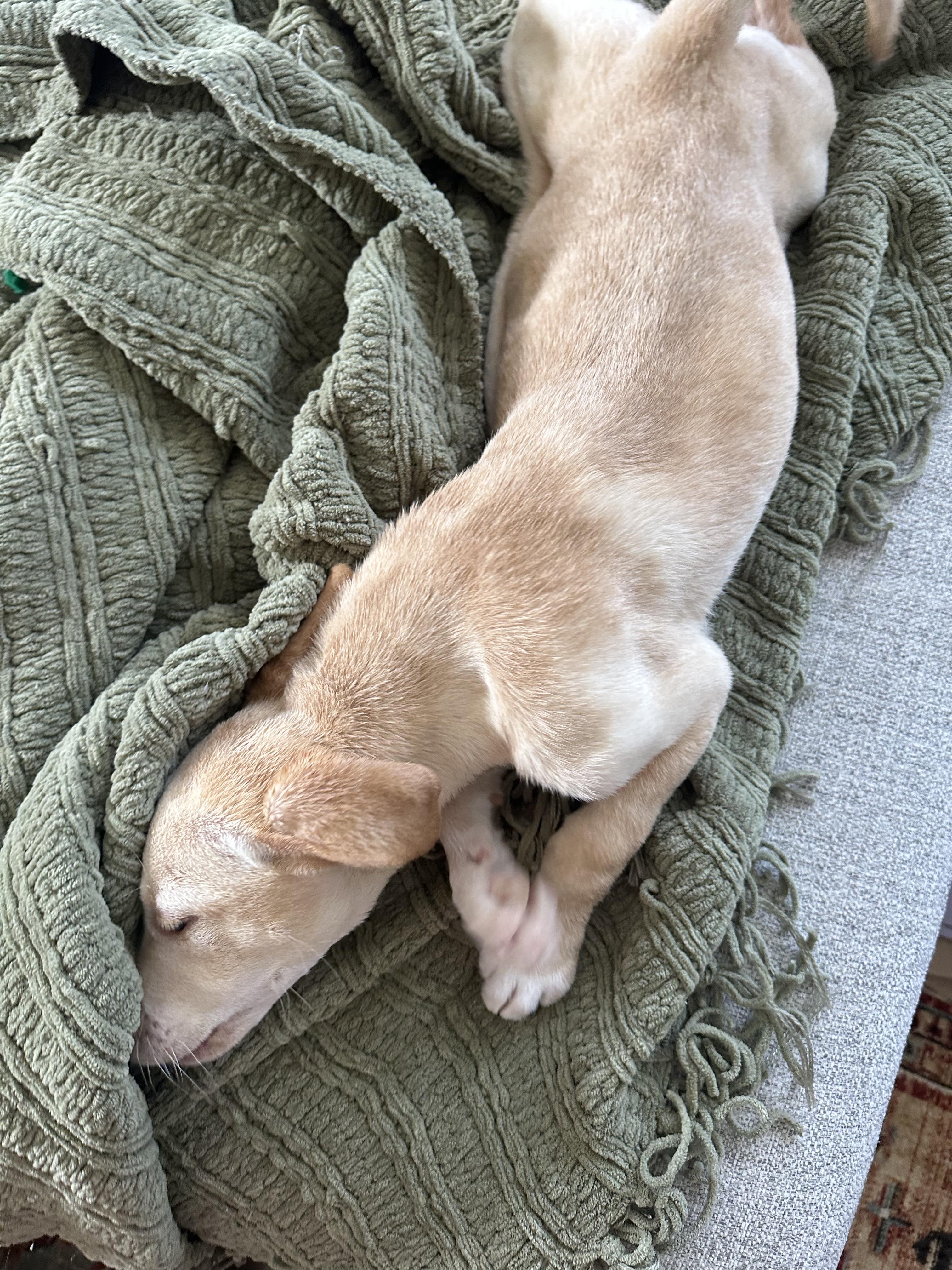 Willow Rae, a ADOPTABLE mixed breed in Sawyer, ND image 5/6