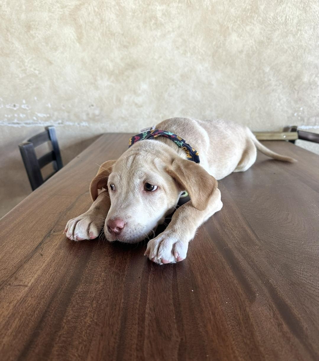 Willow Rae, a ADOPTABLE mixed breed in Sawyer, ND image 6/6