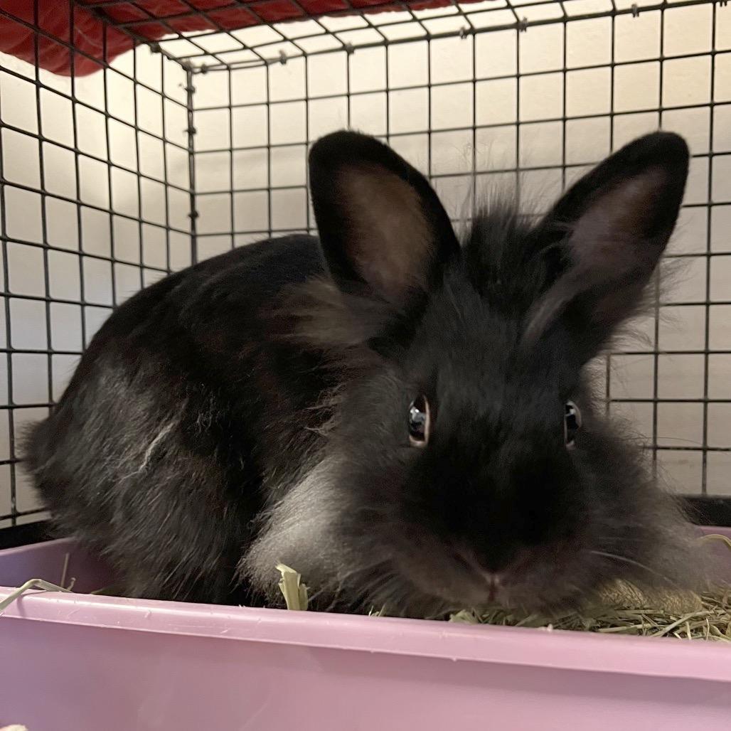 Enlarge Extra Pickles, a Adoptable Lionhead in York, PA image 1/3