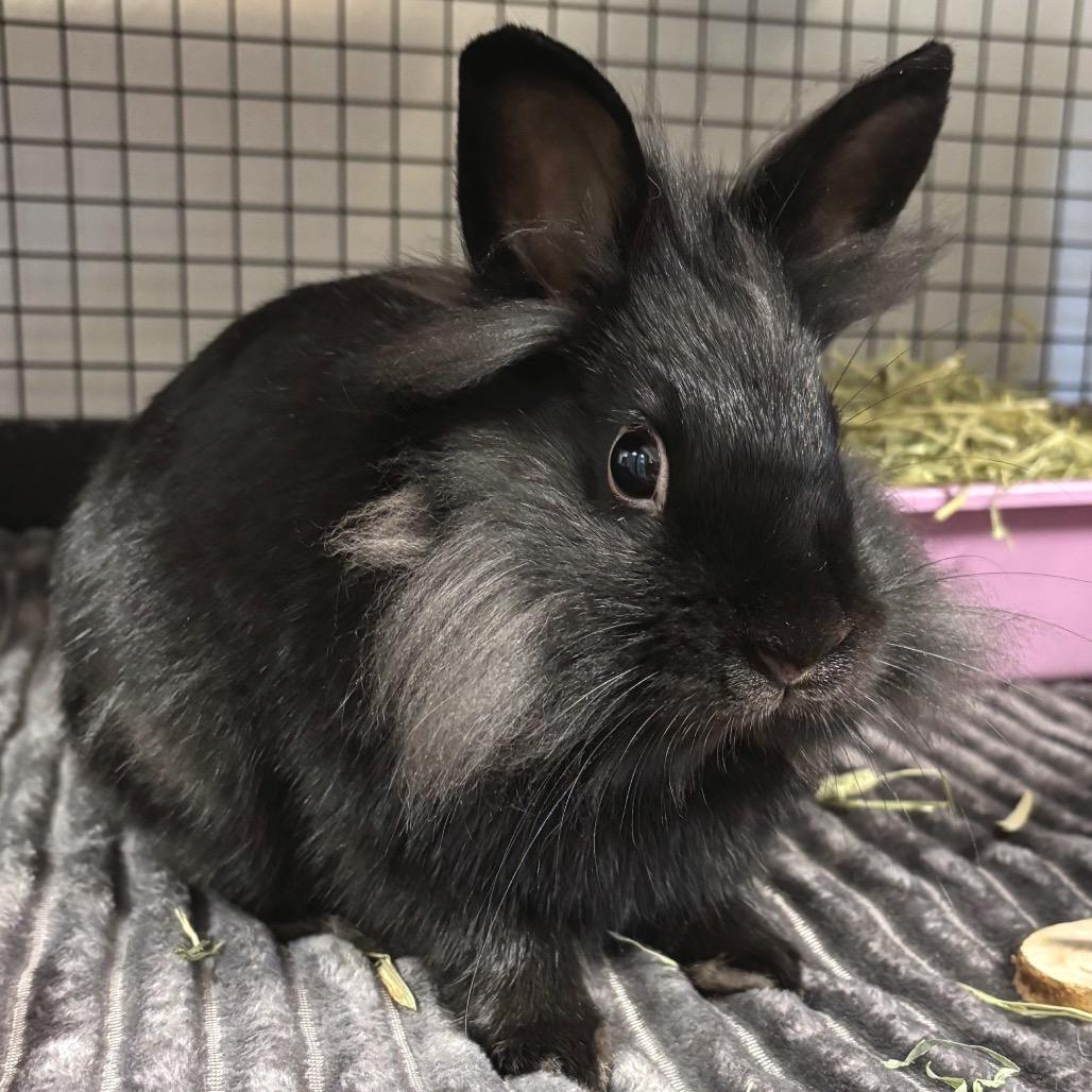 Enlarge Extra Pickles, a Adoptable Lionhead in York, PA image 2/3