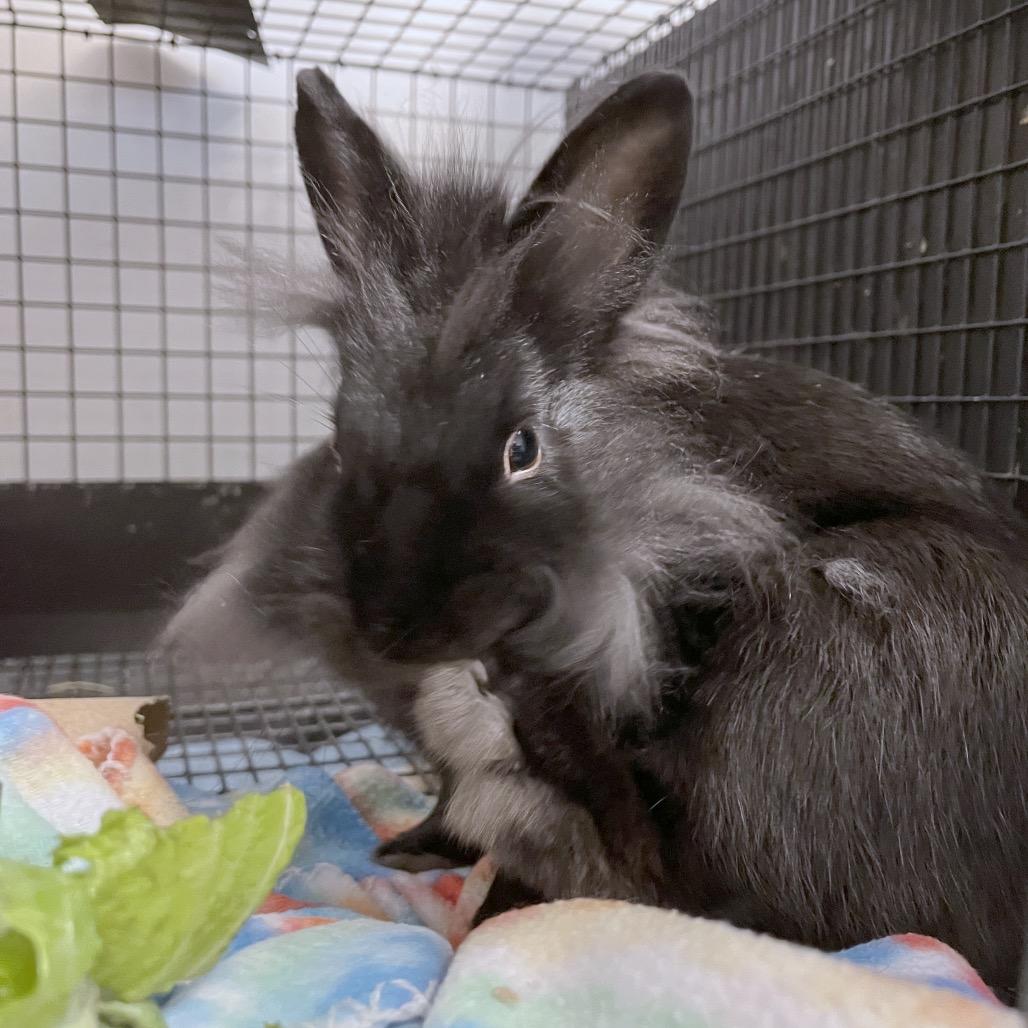 Enlarge Extra Pickles, a Adoptable Lionhead in York, PA image 3/3