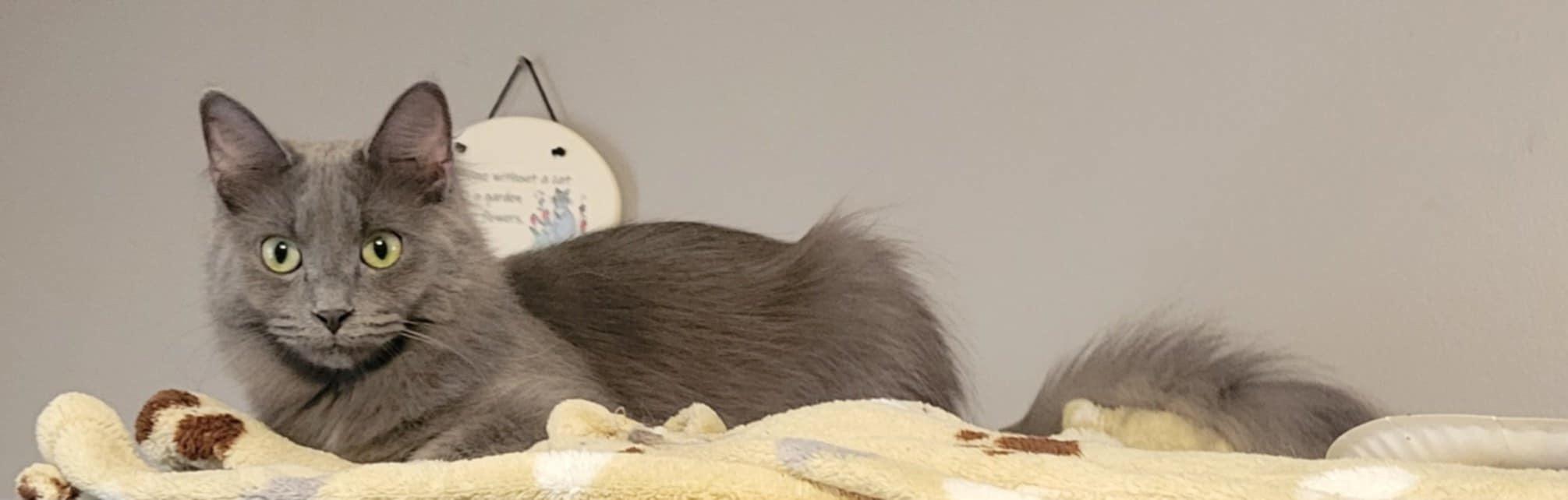 Butterscotch (bonded with Gum Drop) photo 2