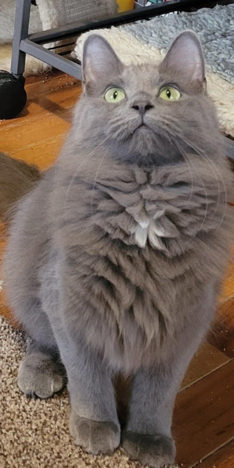 Butterscotch (bonded with Gum Drop) photo 5