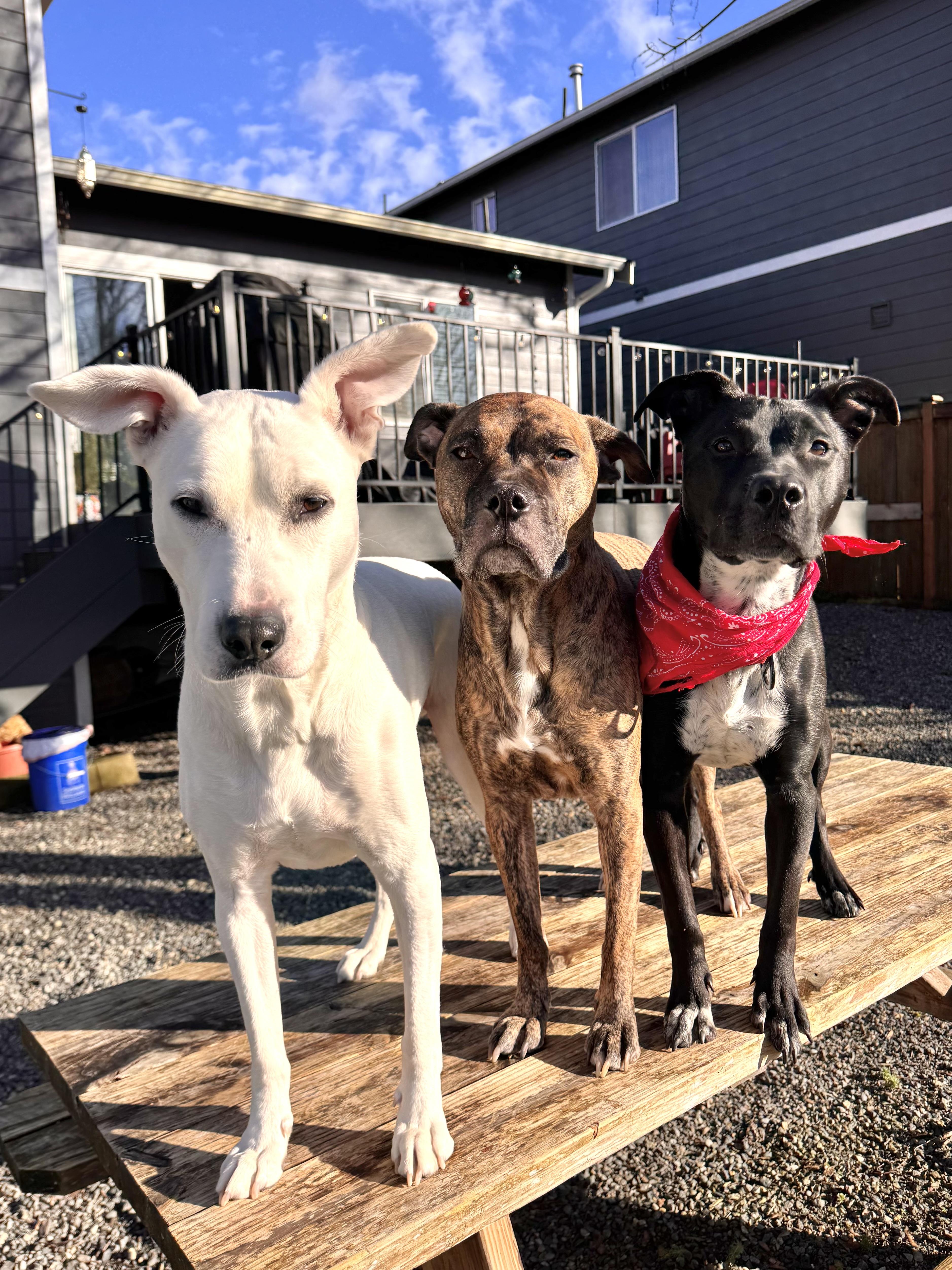 Enlarge Bean , a Adoptable mixed breed in Portland, OR image 4/6