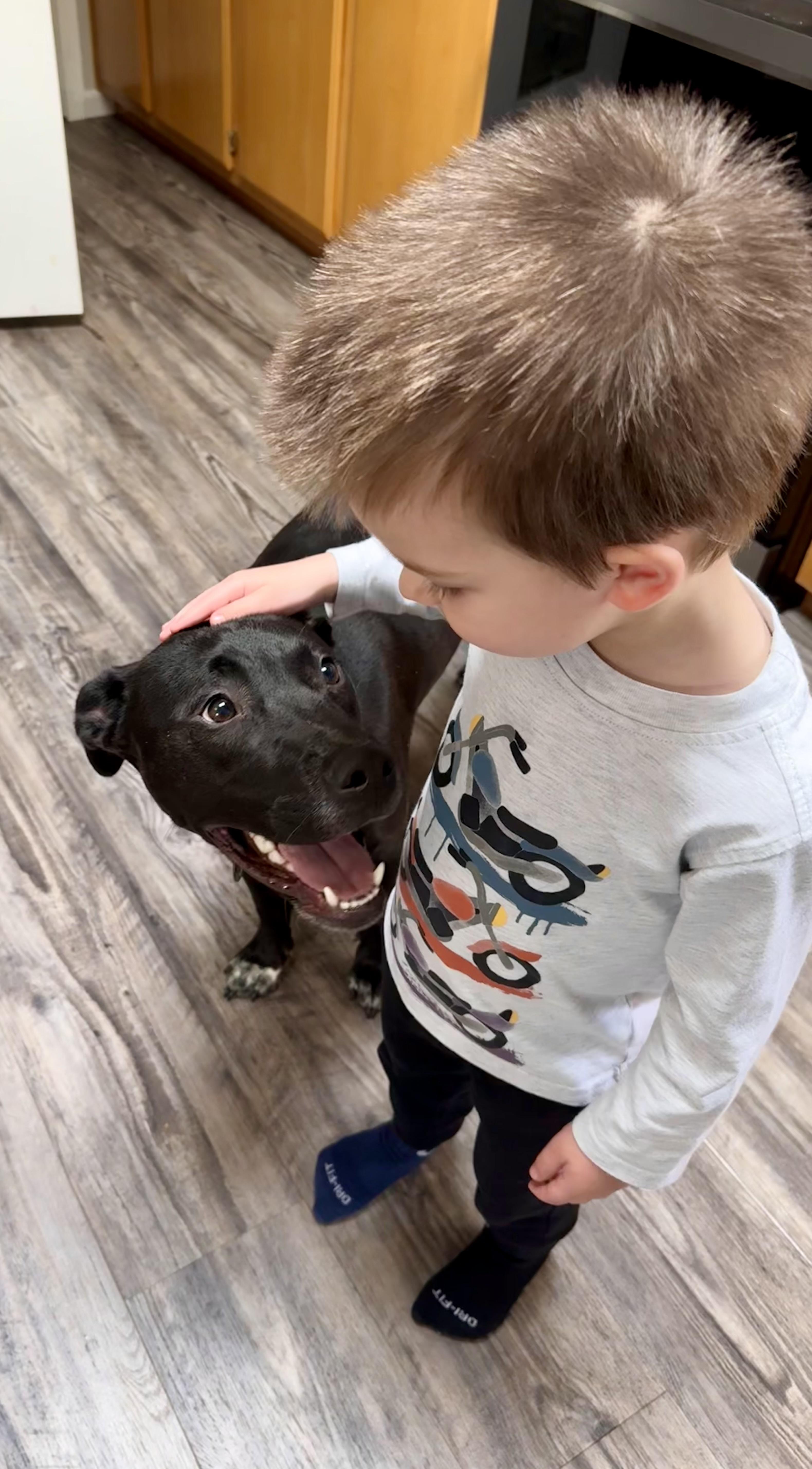 Enlarge Bean , a Adoptable mixed breed in Portland, OR image 5/6