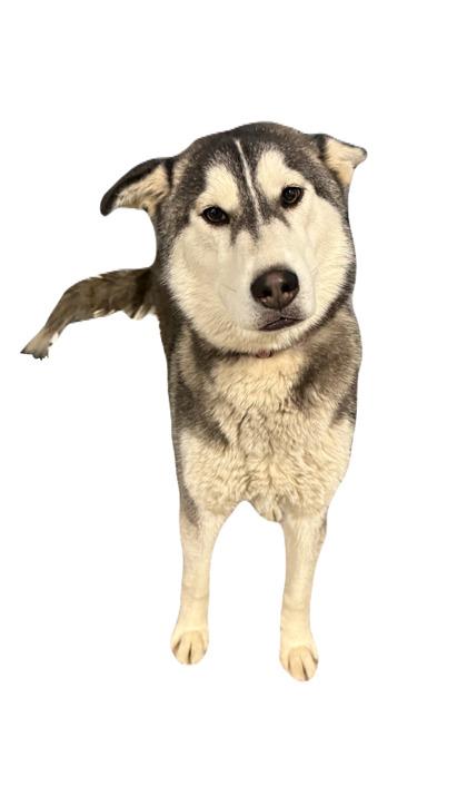 Enlarge Naomi, an adopted mixed breed in Red Bluff, CA image 1/1