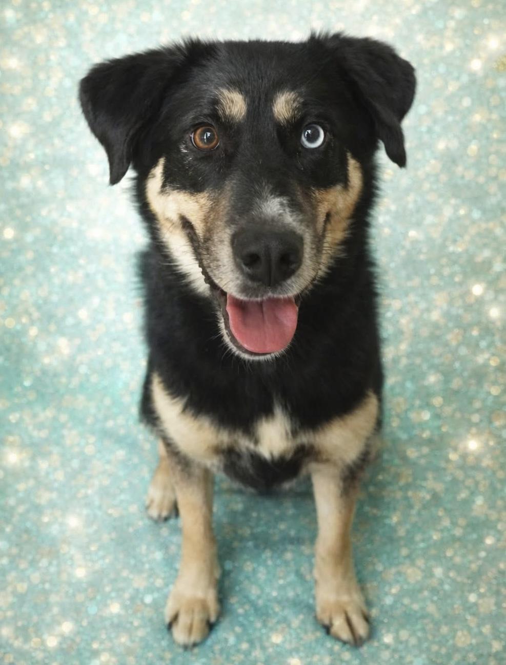 Enlarge Mulligan , a ADOPTABLE mixed breed in Westfield, NY image 2/2