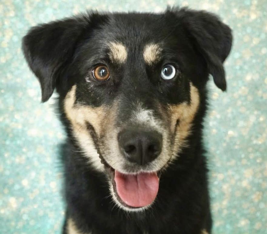 Enlarge Mulligan , a ADOPTABLE mixed breed in Westfield, NY image 1/2