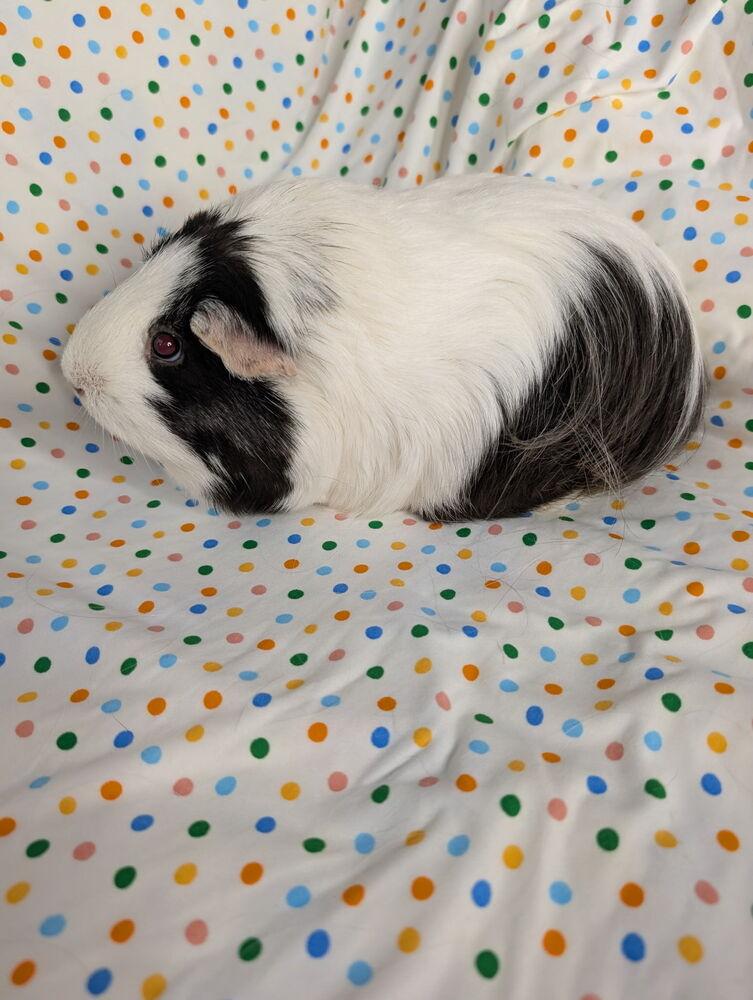 Wanda, Adoptable, Adult Female Guinea Pig.